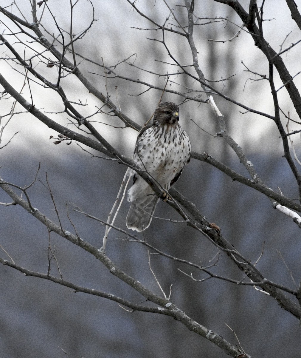 Busardo Pechirrojo - ML647862286