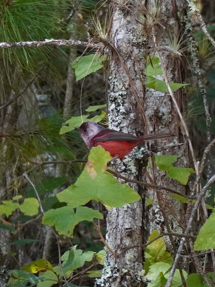Pink-headed Warbler - ML647862287