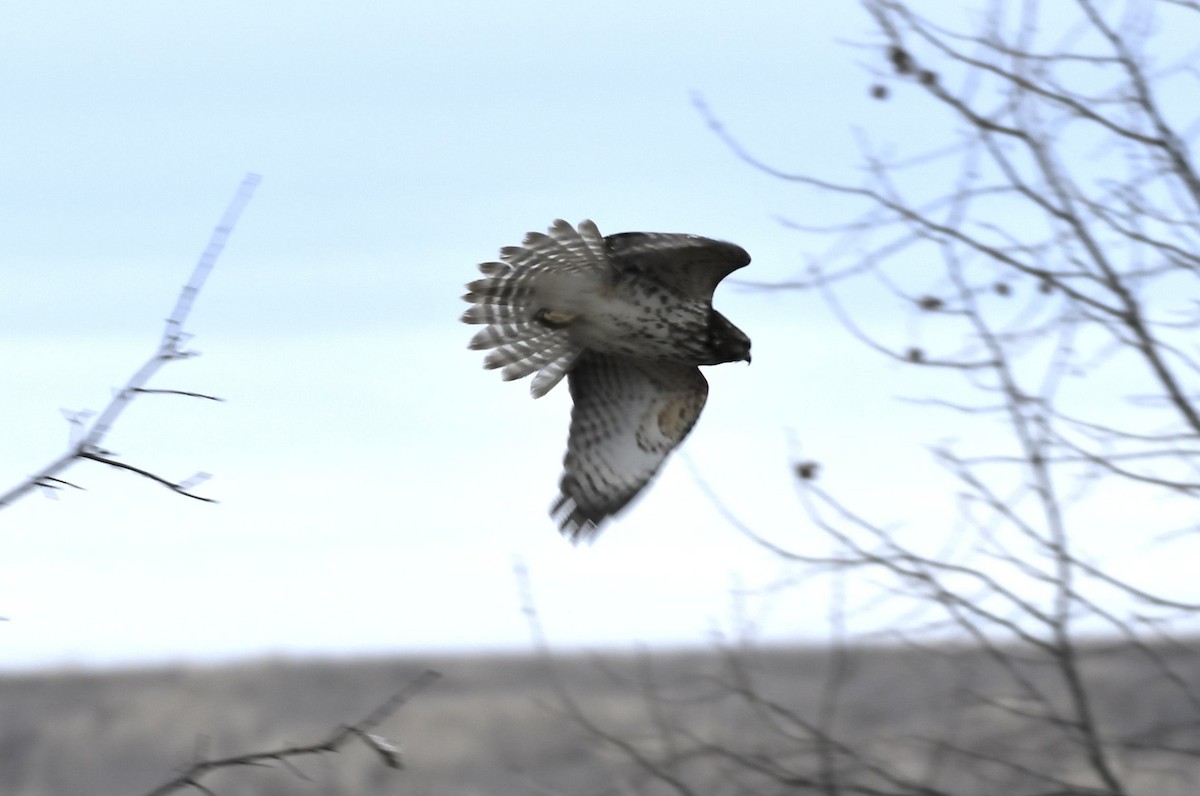 Busardo Pechirrojo - ML647862289