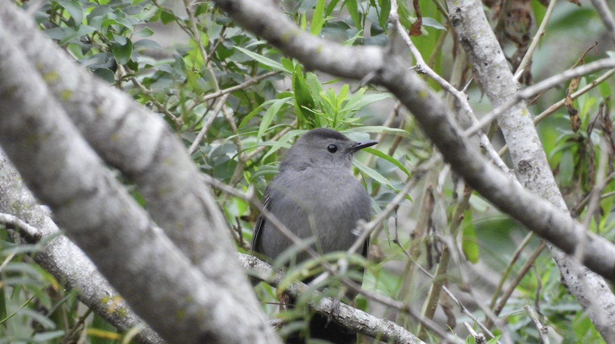 Moqueur chat - ML647862295