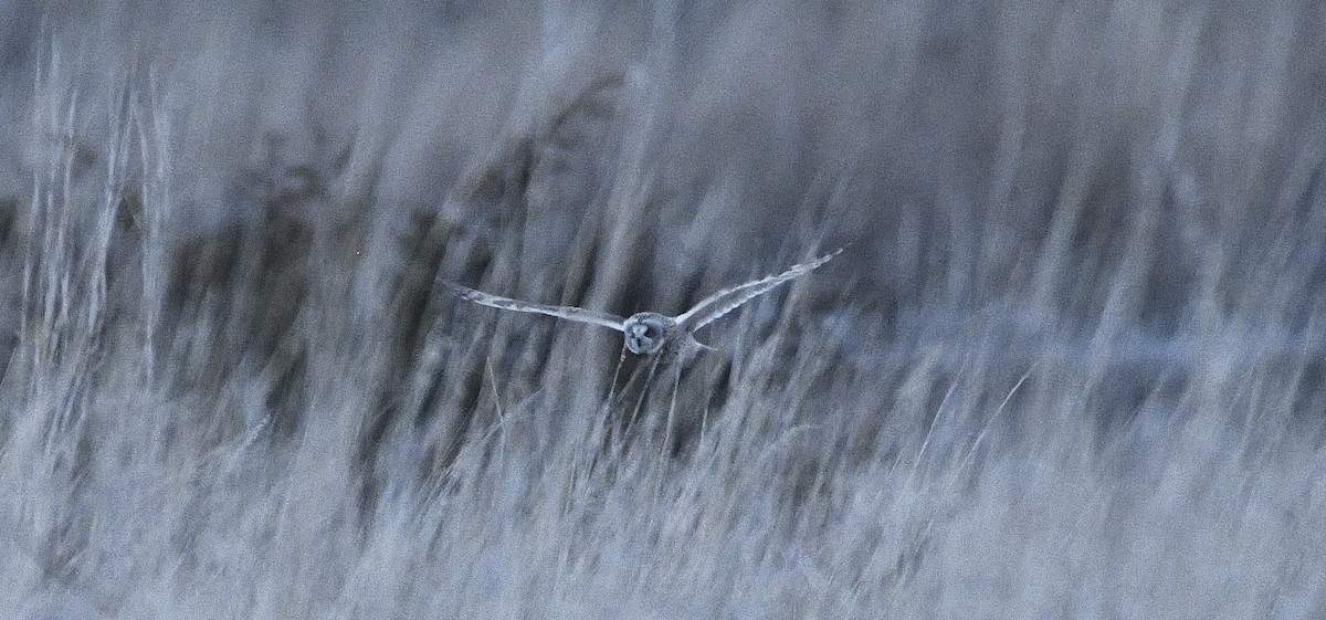 Búho Campestre - ML647862298