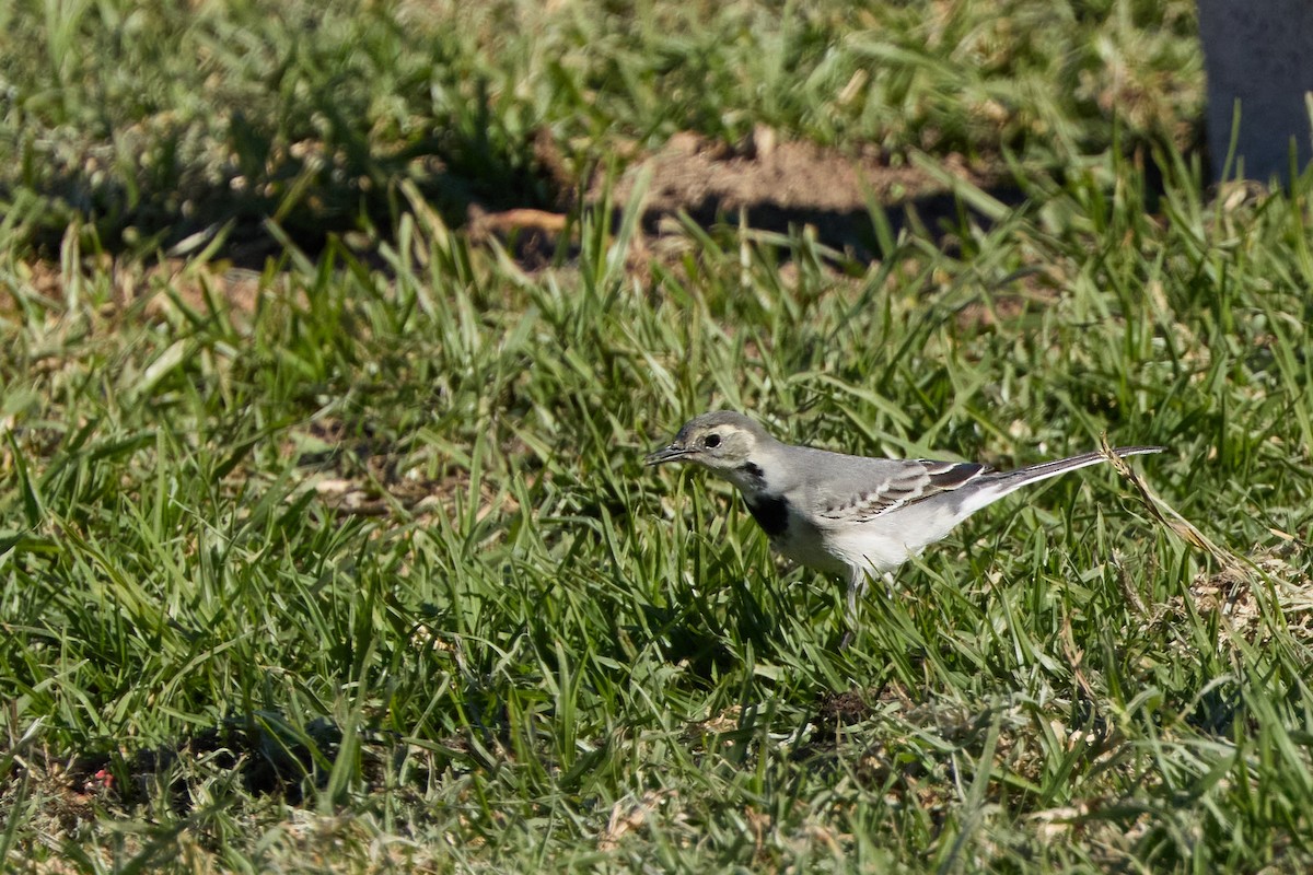 Bergeronnette grise - ML647862329