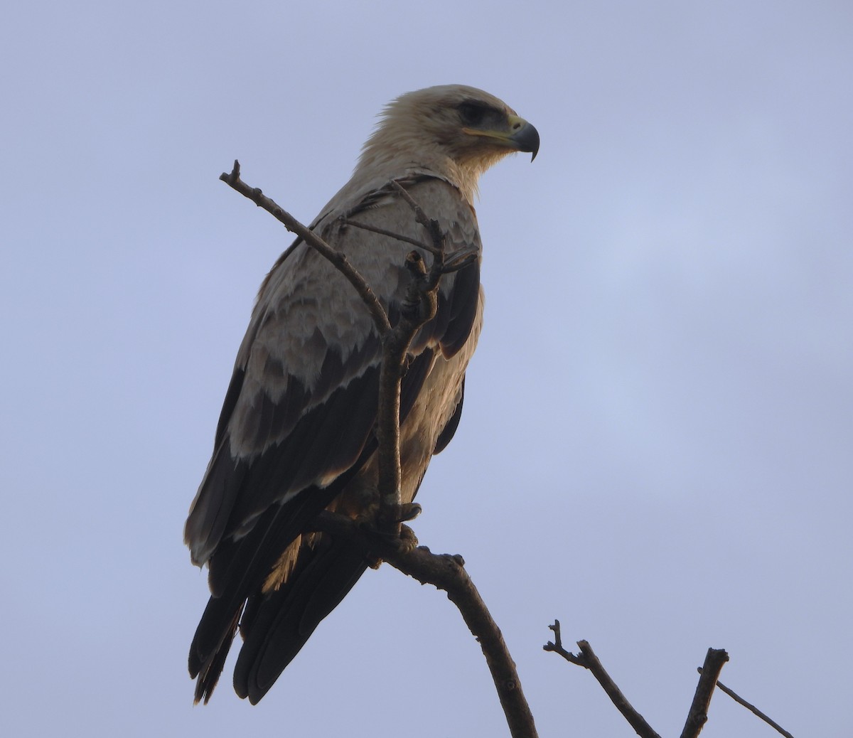Tawny Eagle - ML647862340