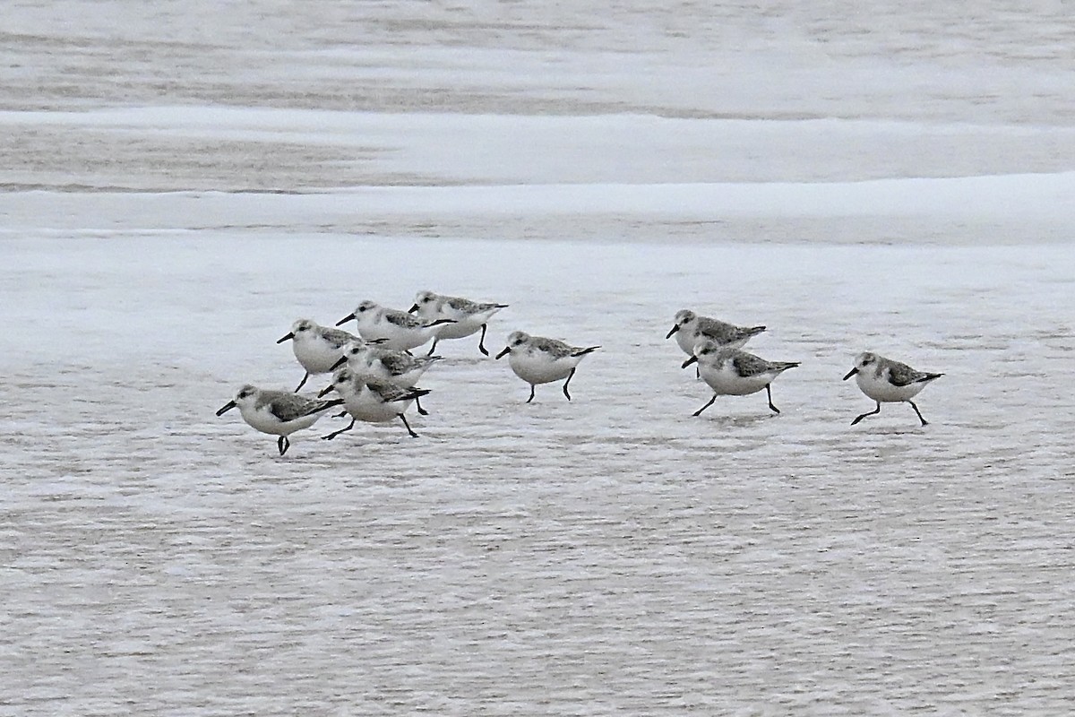 Песчанка - ML647862357