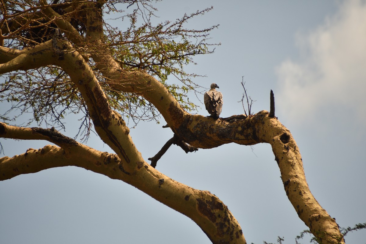 White-backed Vulture - ML647862359