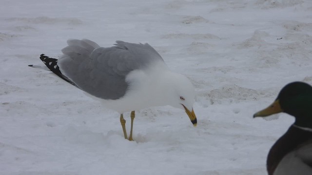 Мартин делаверський - ML647862362