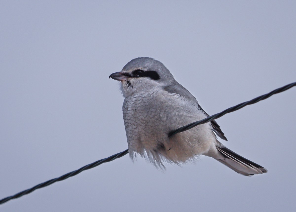 ťuhýk severní - ML647862368