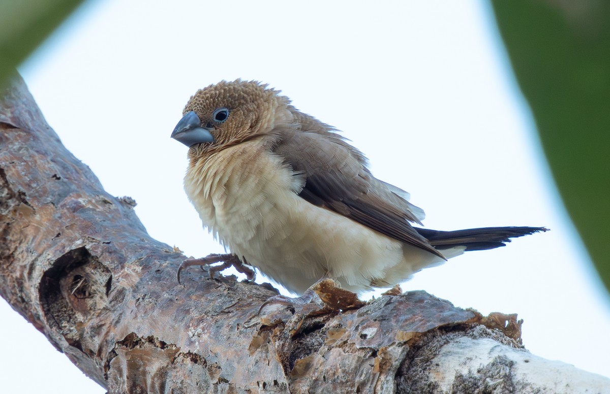 Серебряноклювая амадина - ML647862376