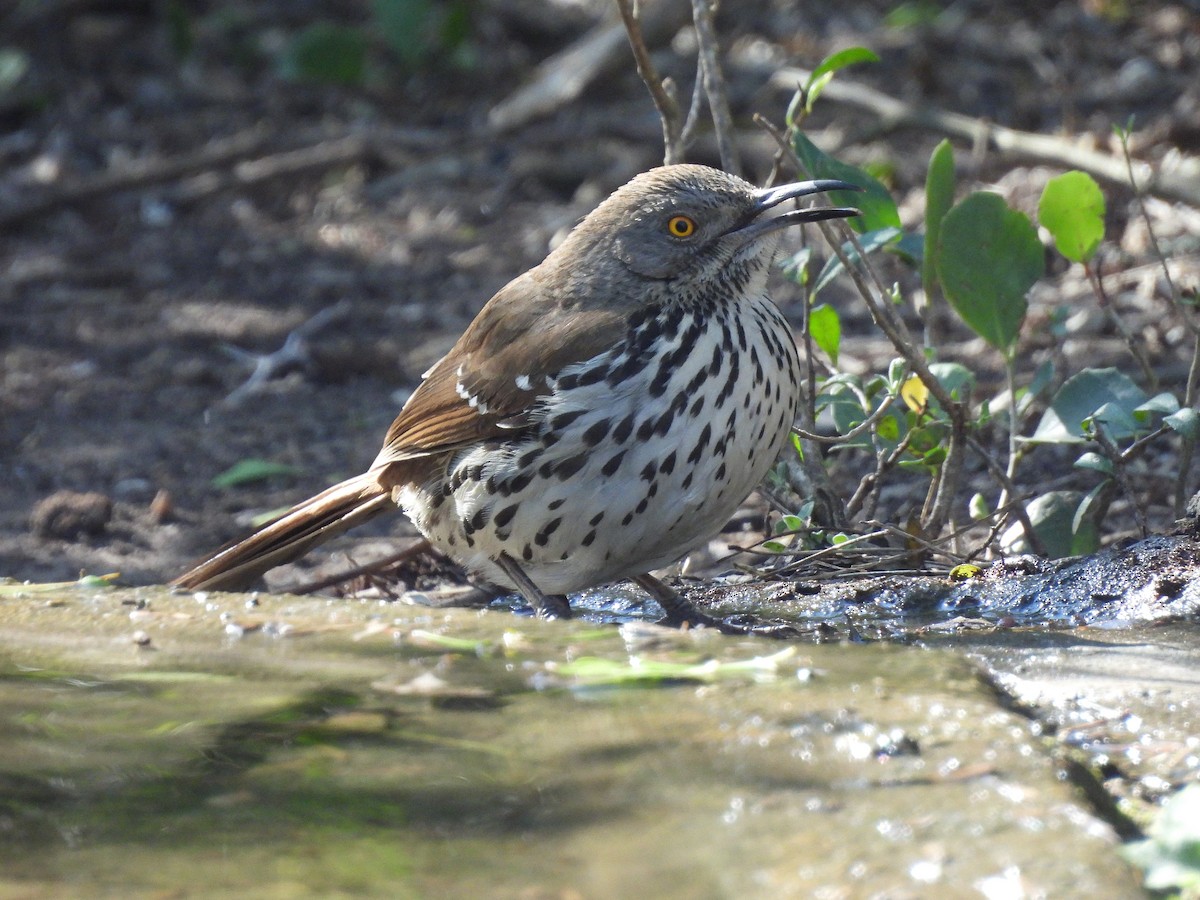 Длинноклювый пересмешник - ML647862386
