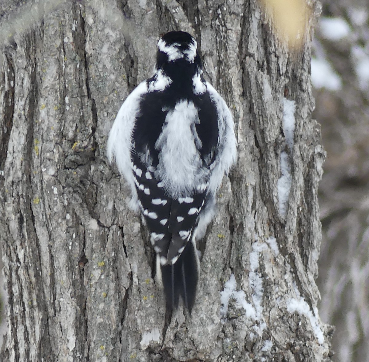 Волосатый дятел - ML647862392