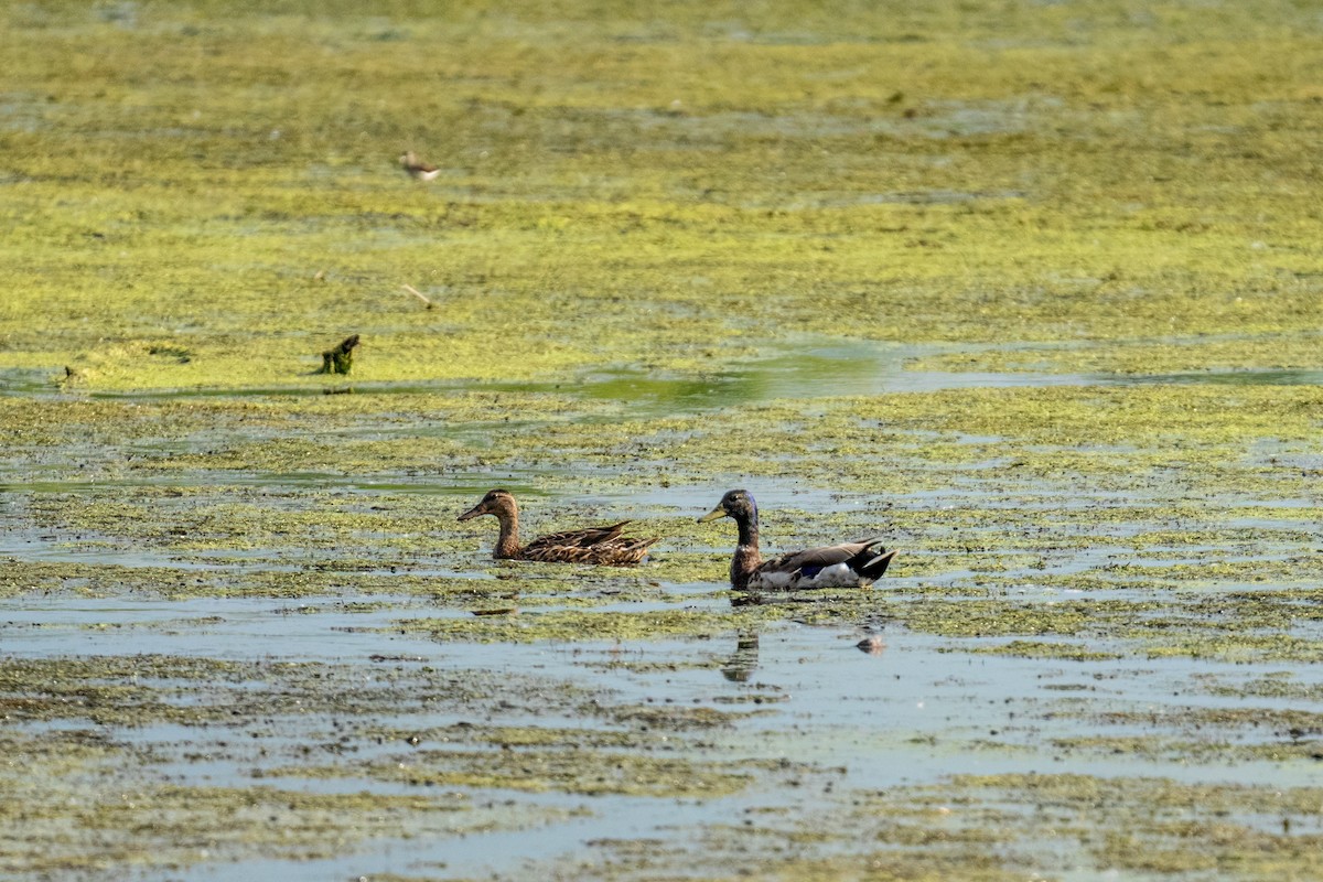 Кряква - ML647862394