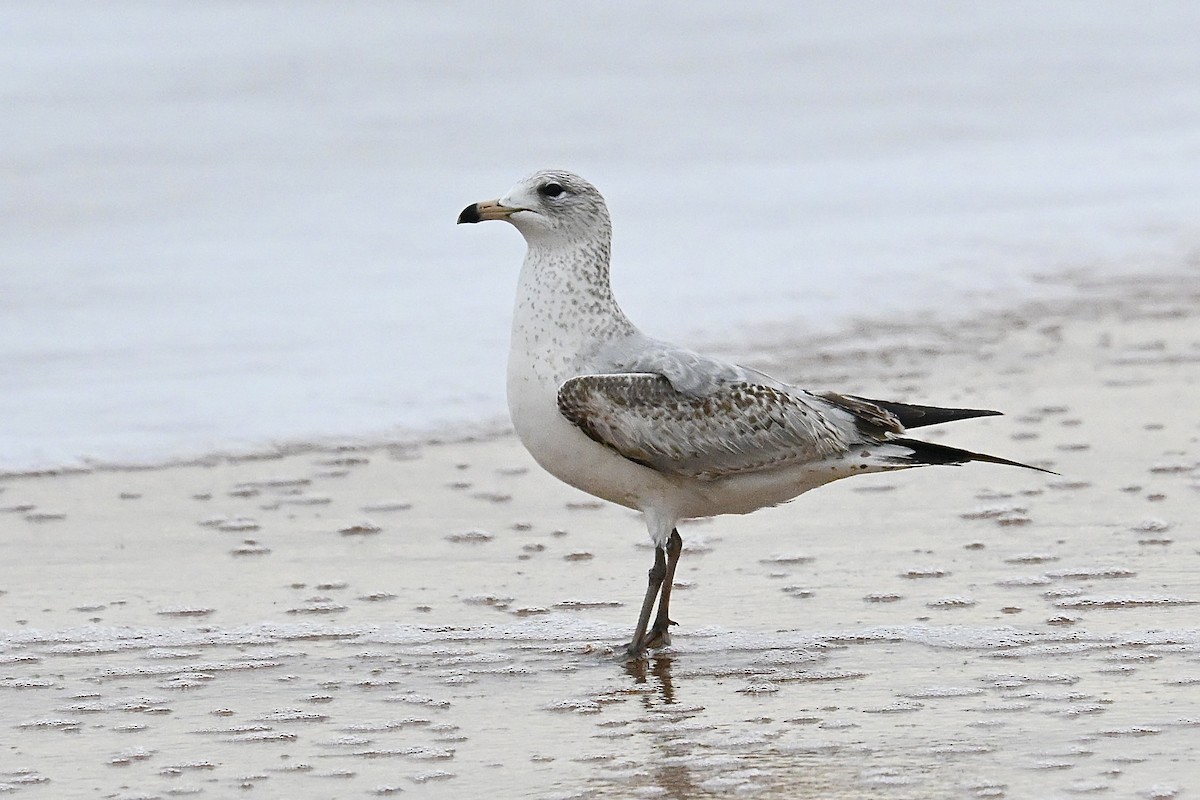 Делавэрская чайка - ML647862395