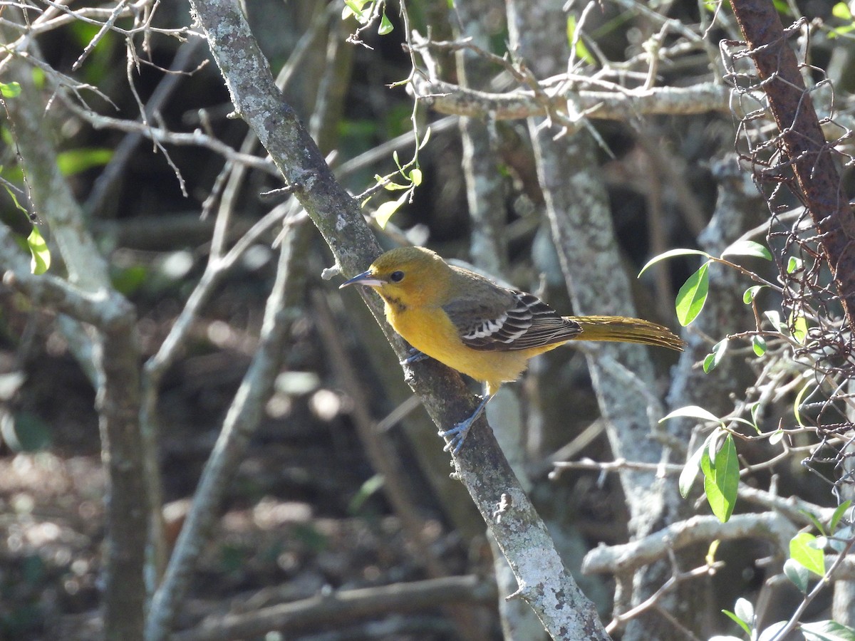 Масковый трупиал - ML647862396