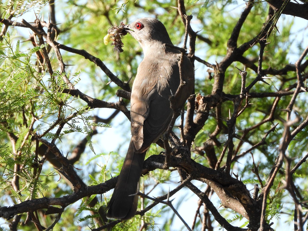 Пепельная пиайя - ML647862397