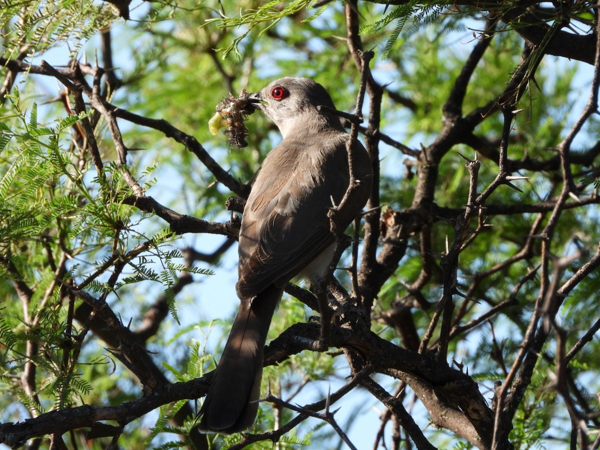 Пепельная пиайя - ML647862399