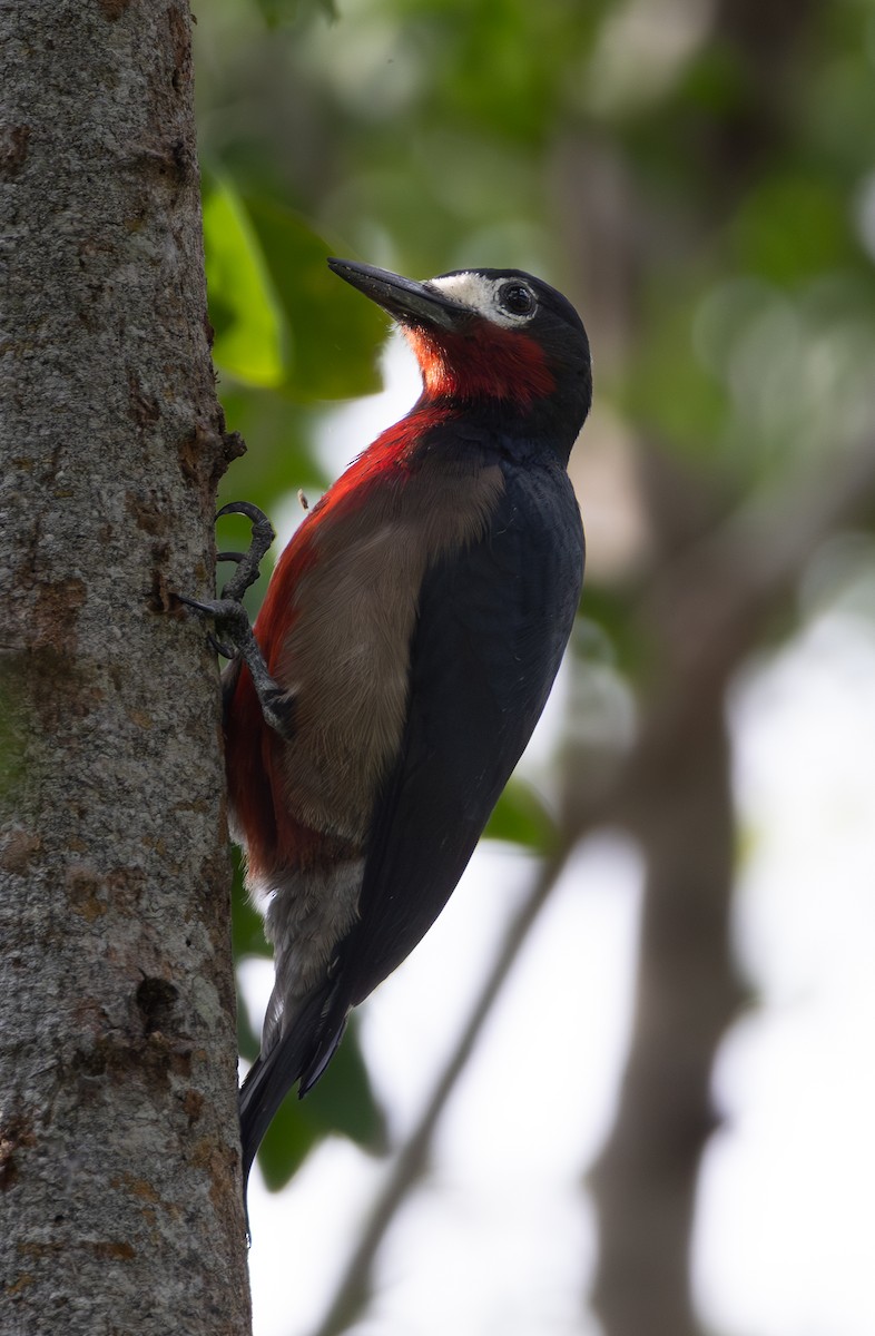 Пуэрториканский дятел - ML647862401