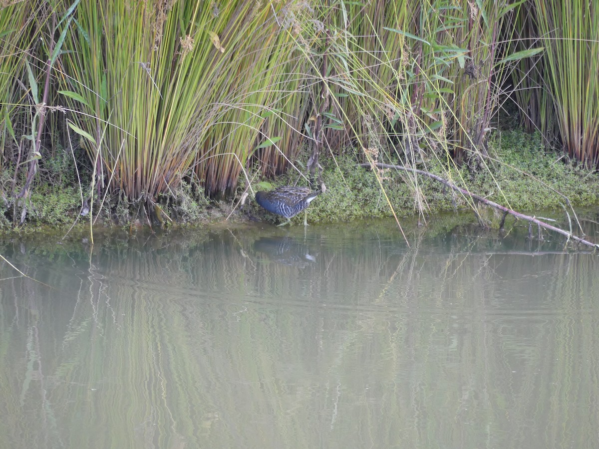Австралийский погоныш - ML647862406