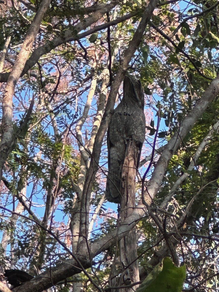 Северный уратао - ML647862407