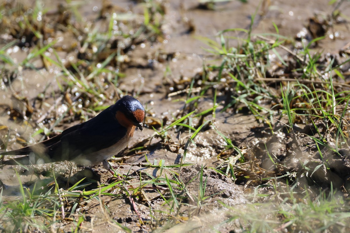 Краснолобая ласточка - ML647862409