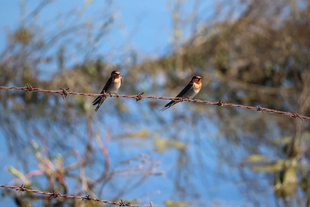 Краснолобая ласточка - ML647862410