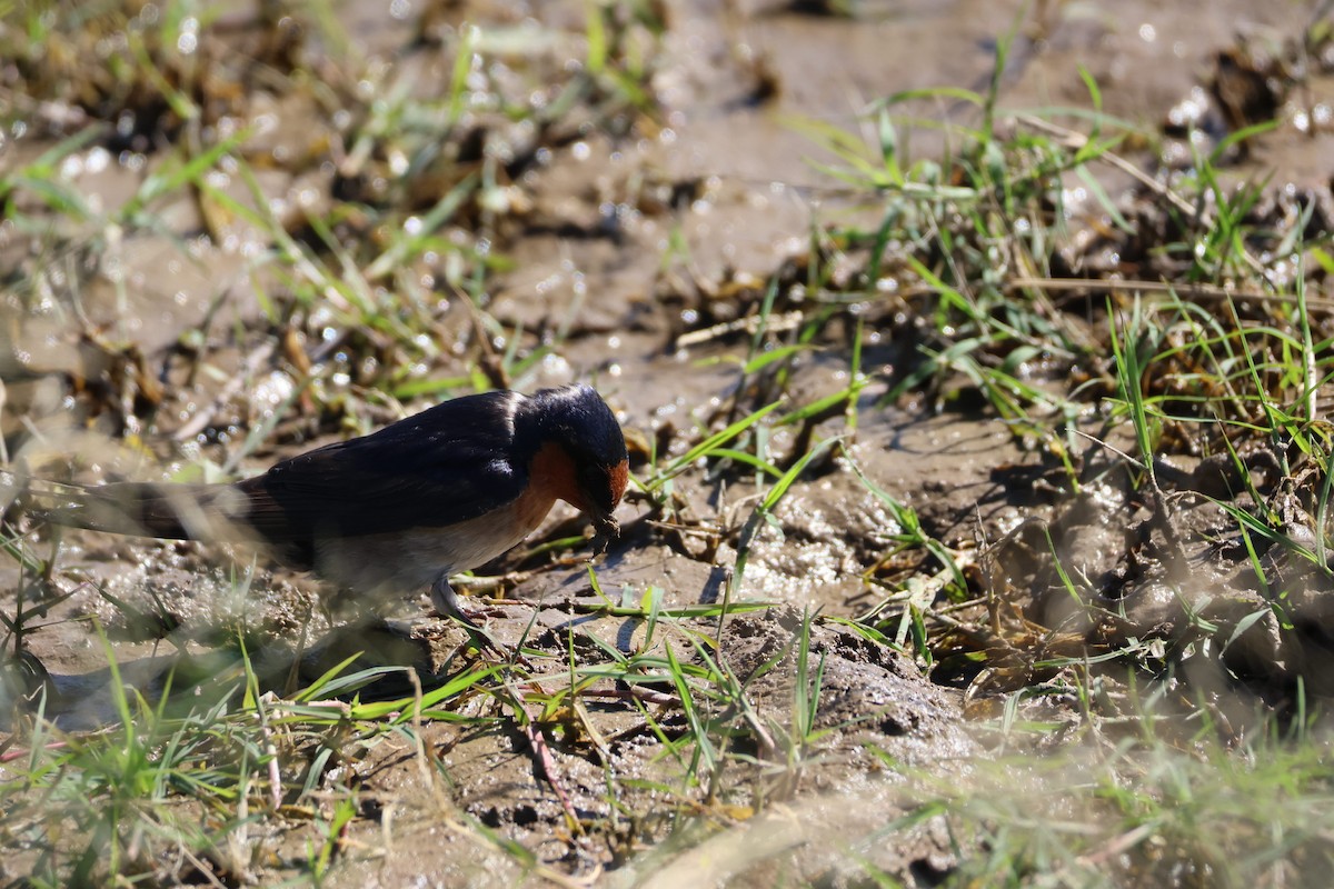 Краснолобая ласточка - ML647862411