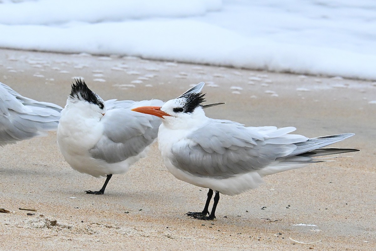 Королевская крачка - ML647862415