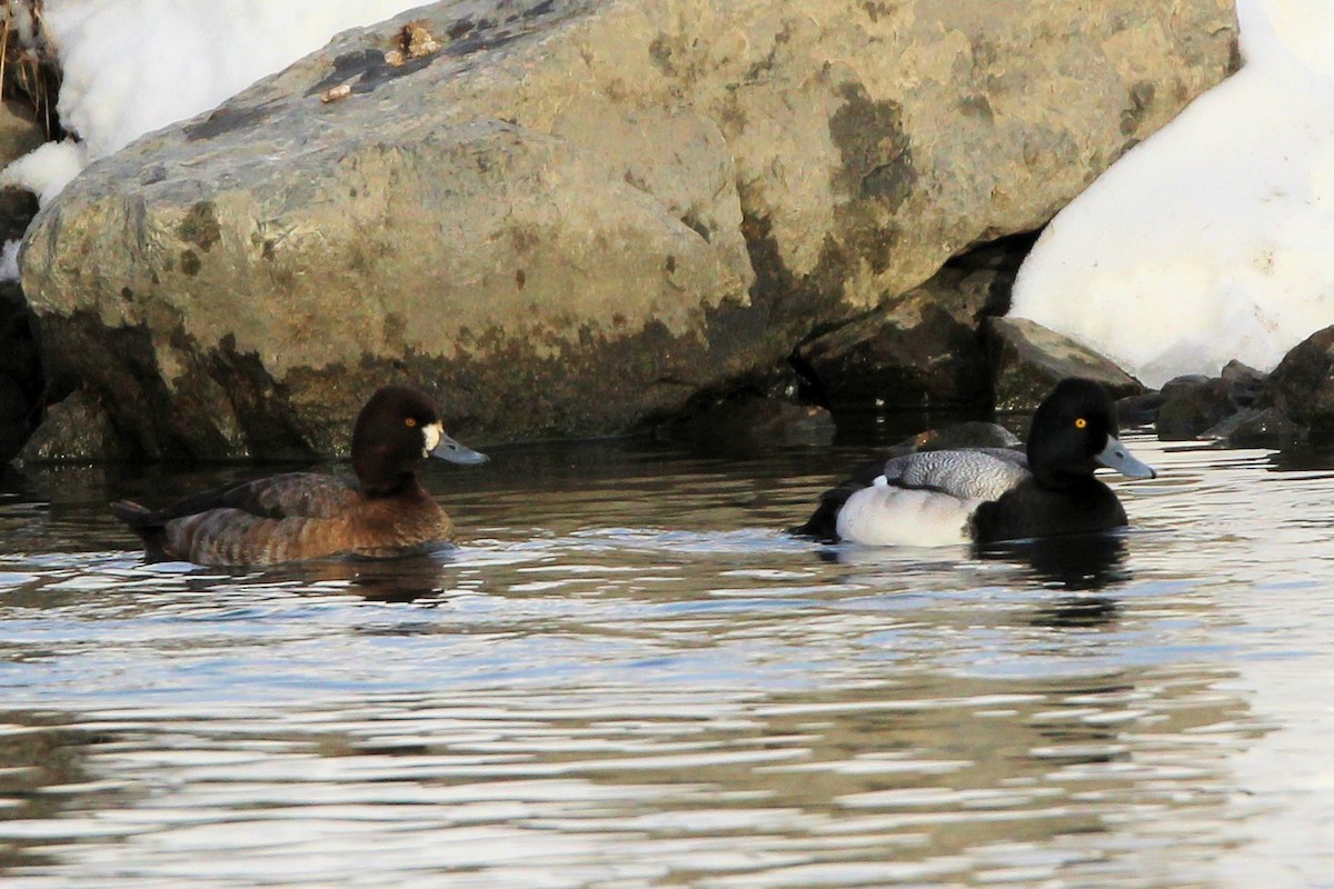 Малая морская чернеть - ML647862417