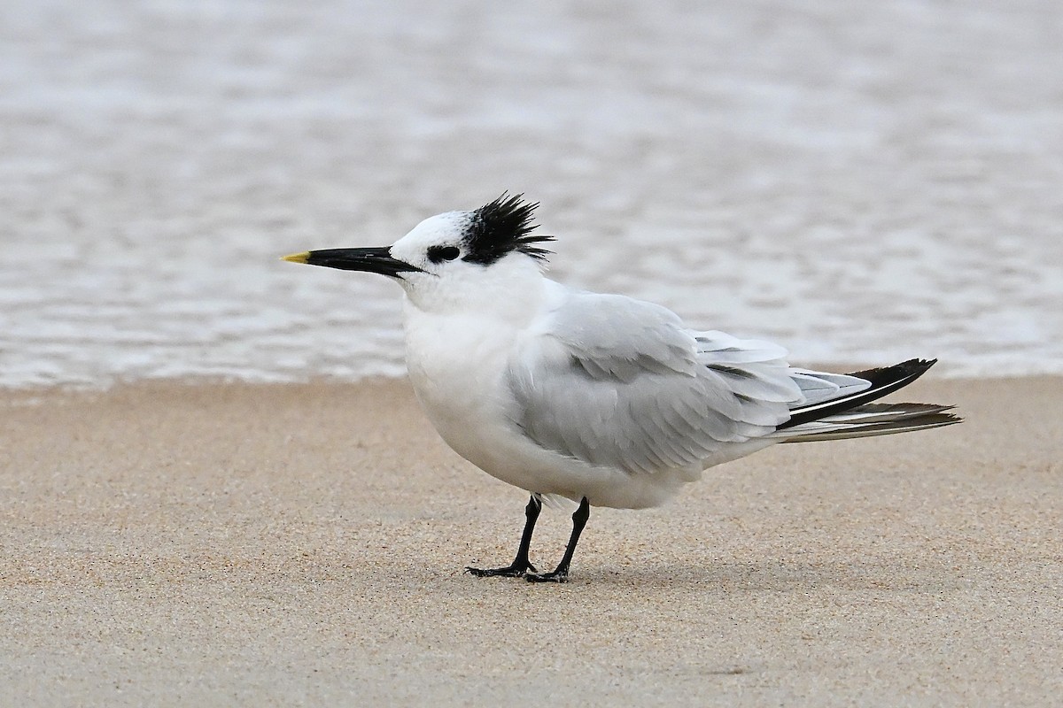 Пестроносая крачка - ML647862418