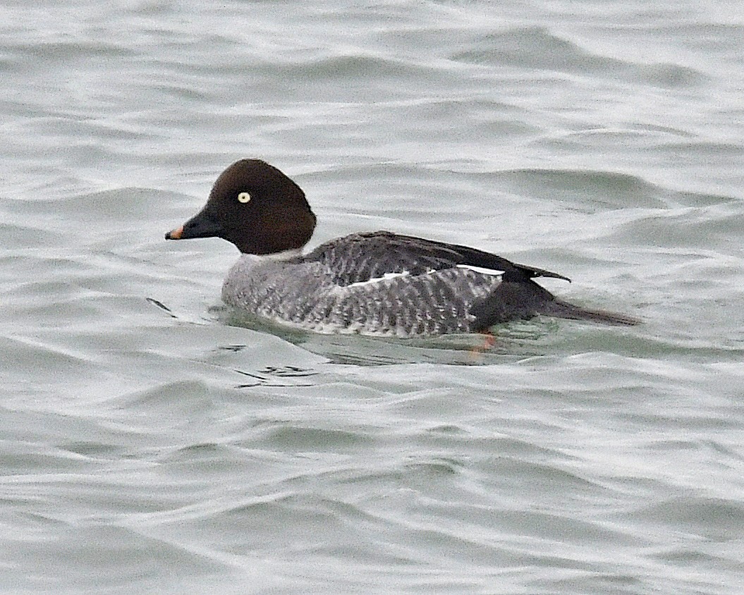 Гоголь - ML647862419