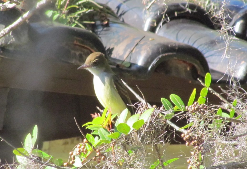 Буланый миарх - ML647862420