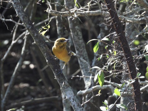 Масковый трупиал - ML647862425