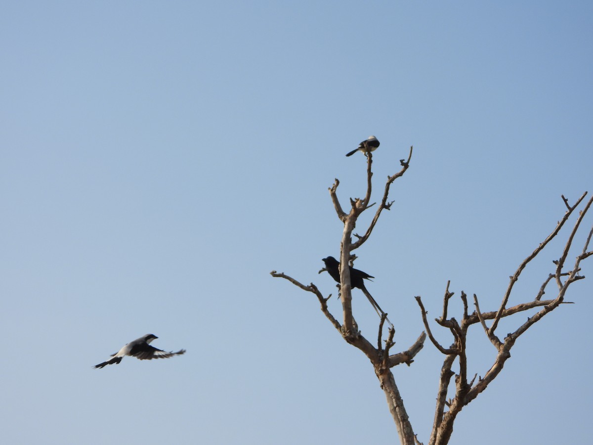 Сероплечий фискал - ML647862426