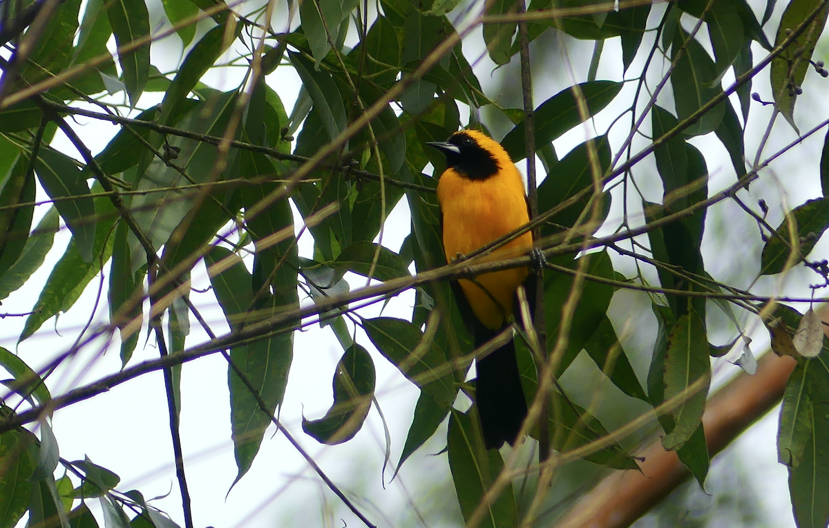 Желтоспинный трупиал - ML647862427