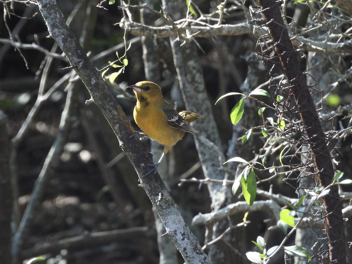 Масковый трупиал - ML647862428