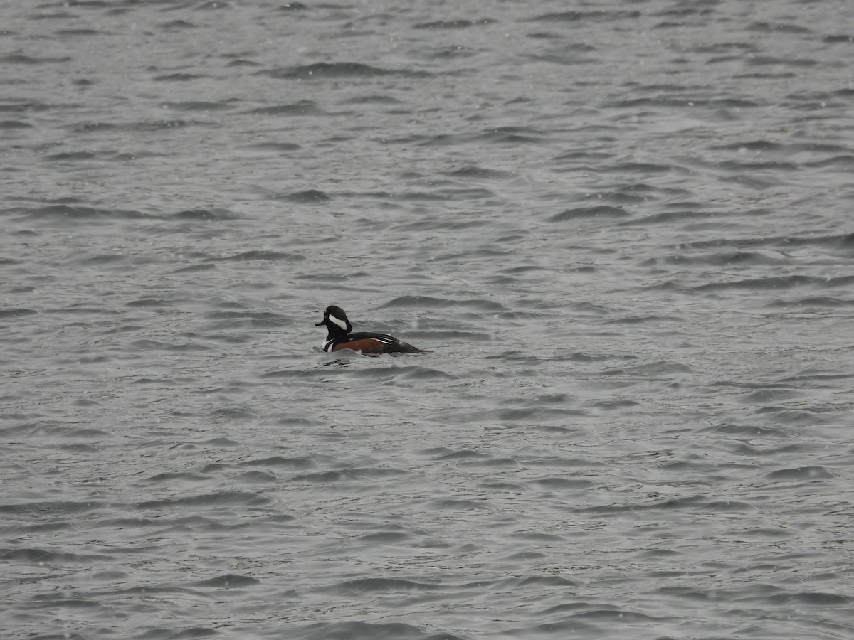 Капюшоновый крохаль - ML647862429