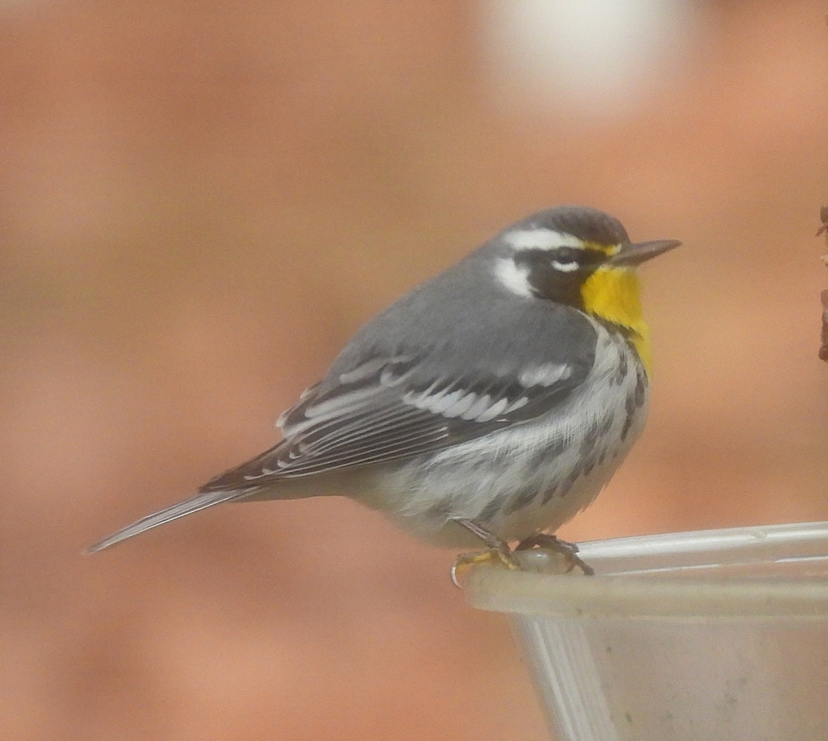 Желтогорлая древесница - ML647862430