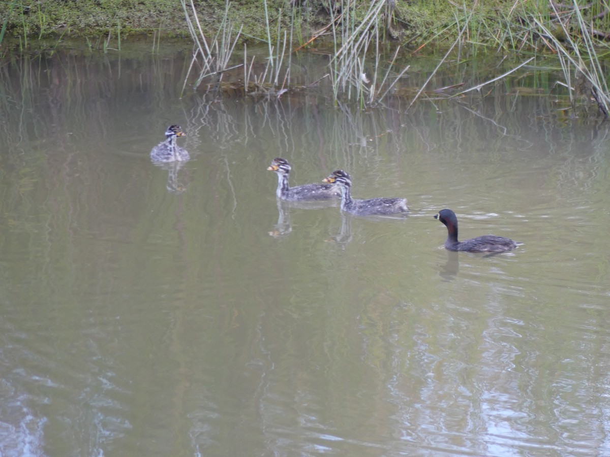 Australasian Grebe - ML647862431