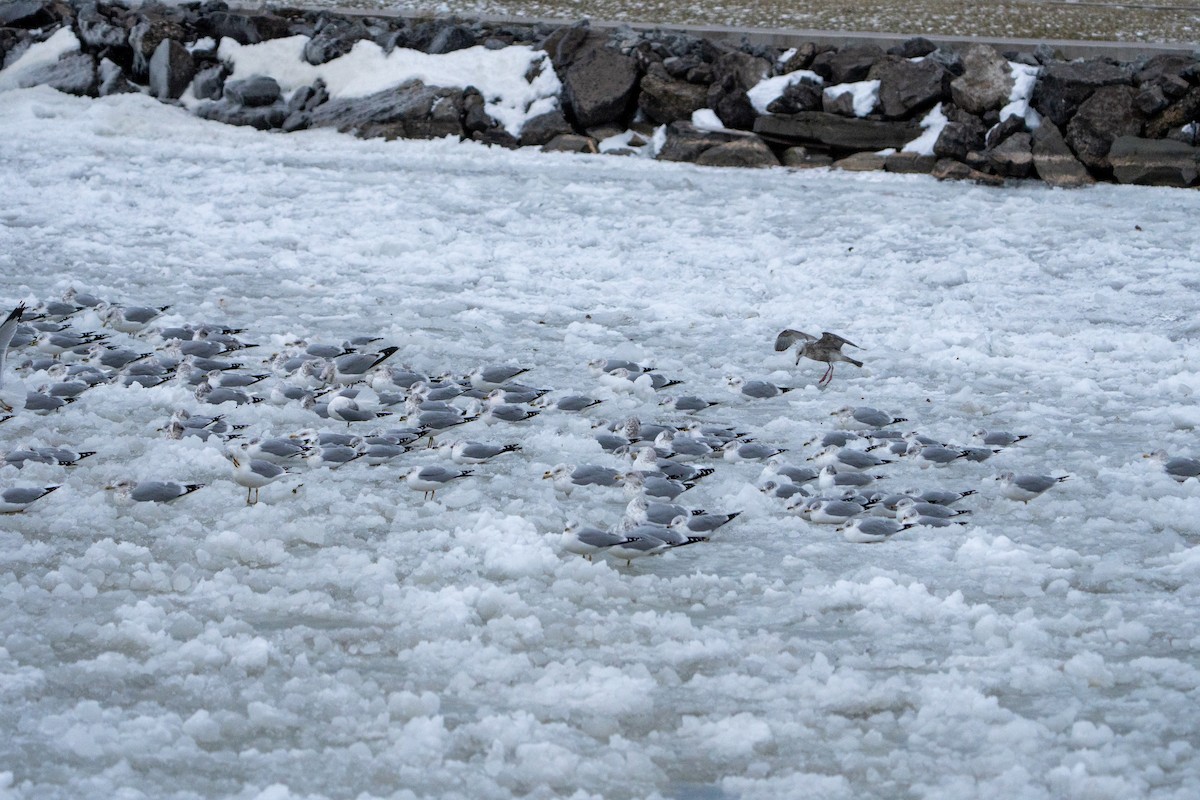 Делавэрская чайка - ML647862433