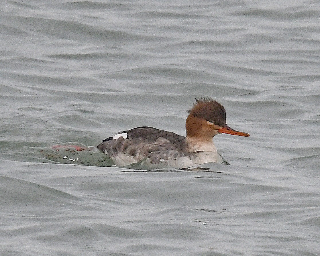 Длинноносый крохаль - ML647862434