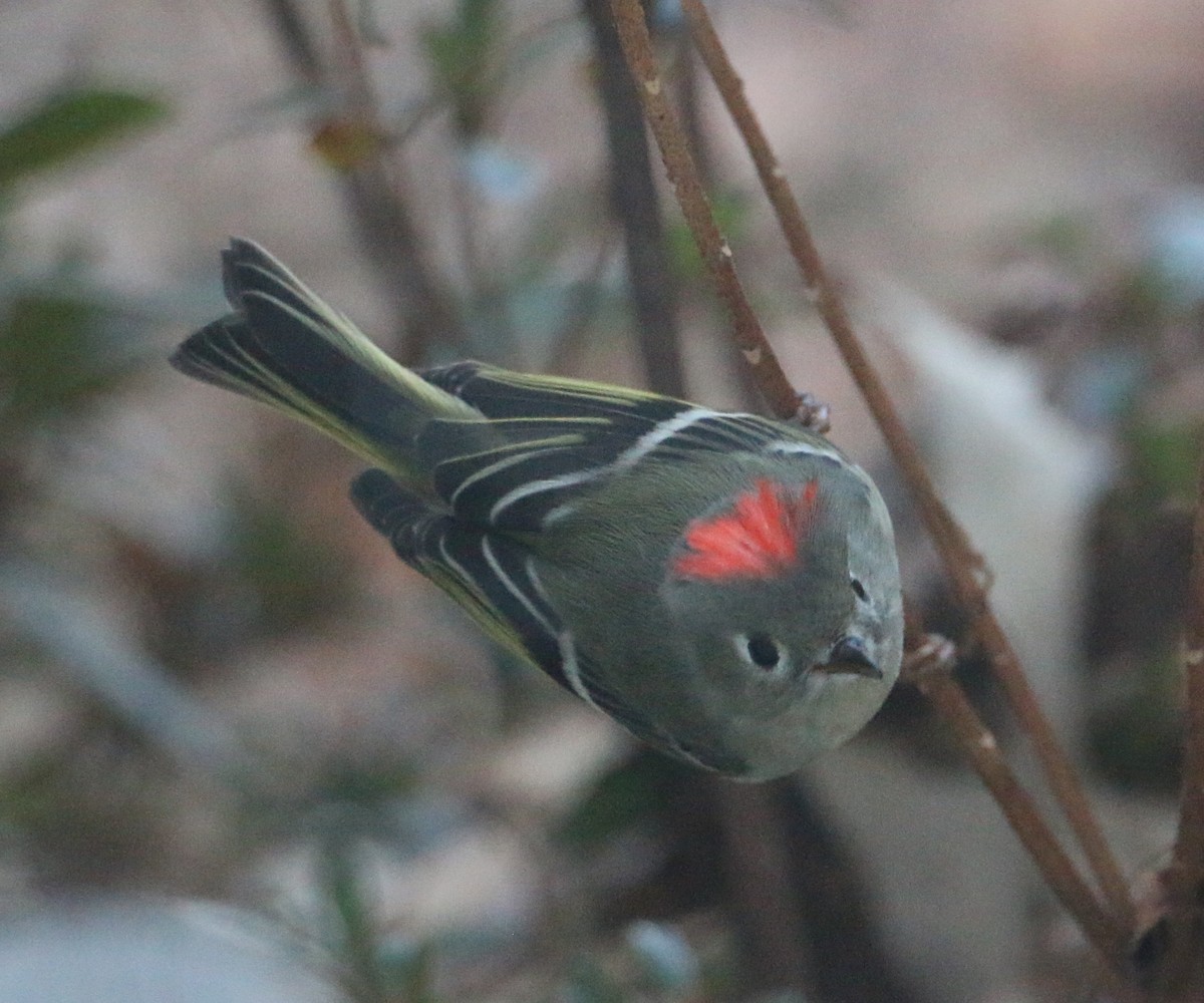 Рубиноголовый королёк - ML647862435