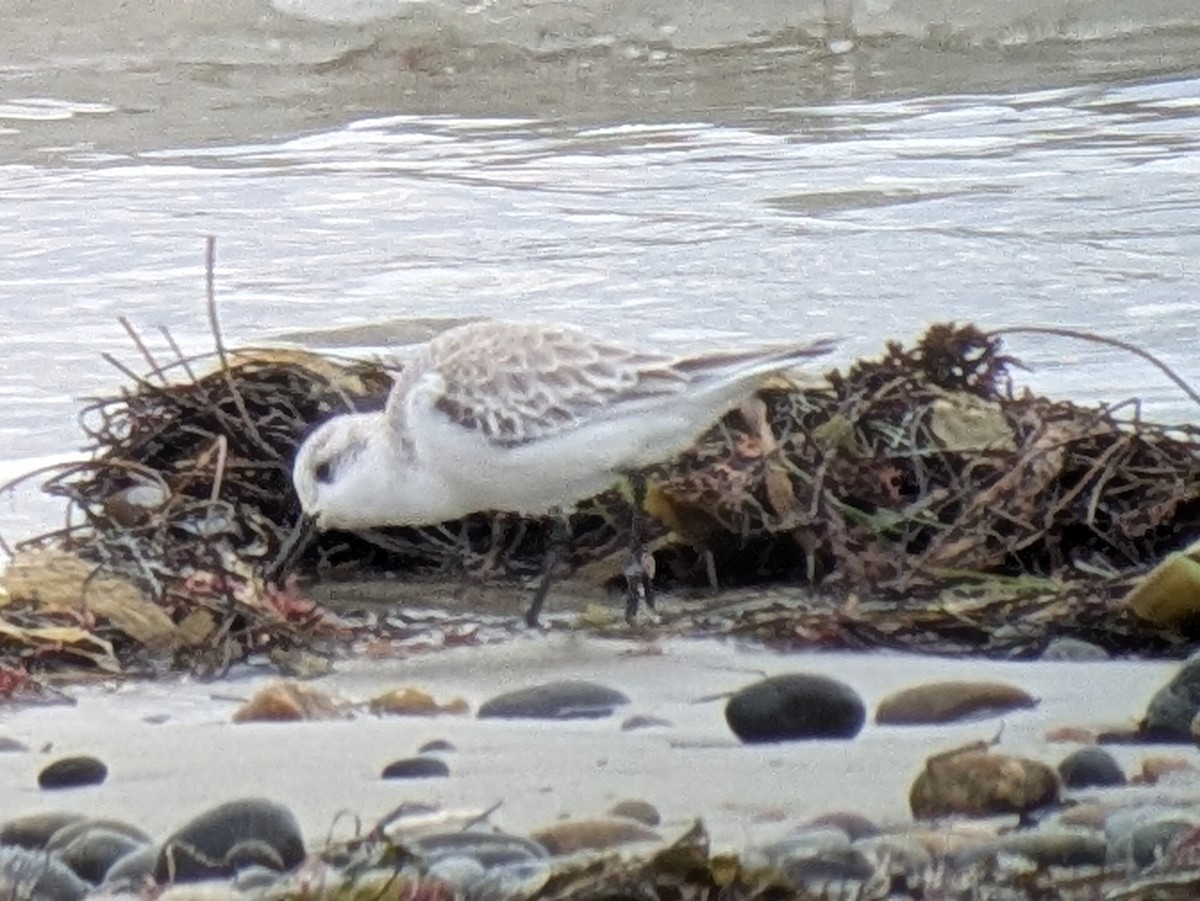 Песчанка - ML647862439