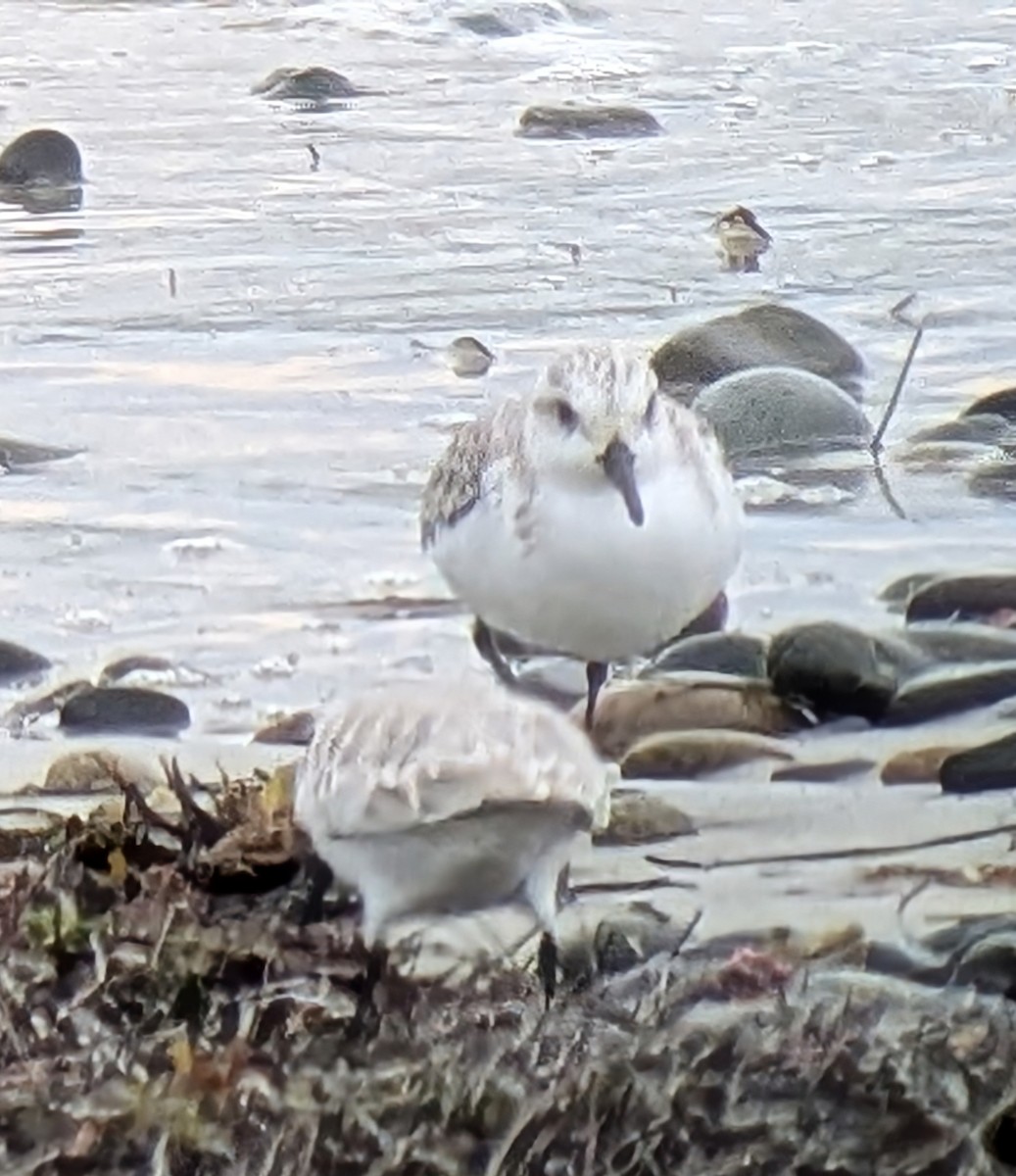 Песчанка - ML647862440