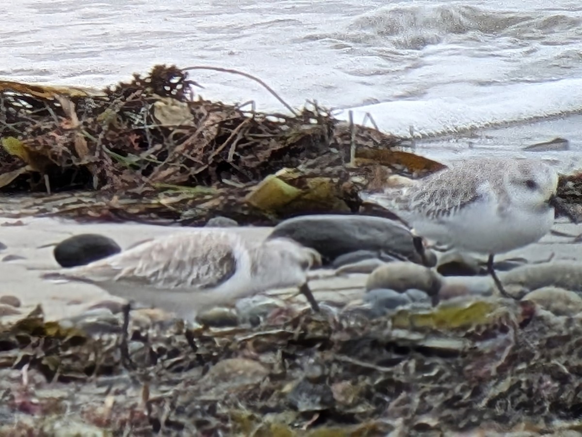 Песчанка - ML647862441