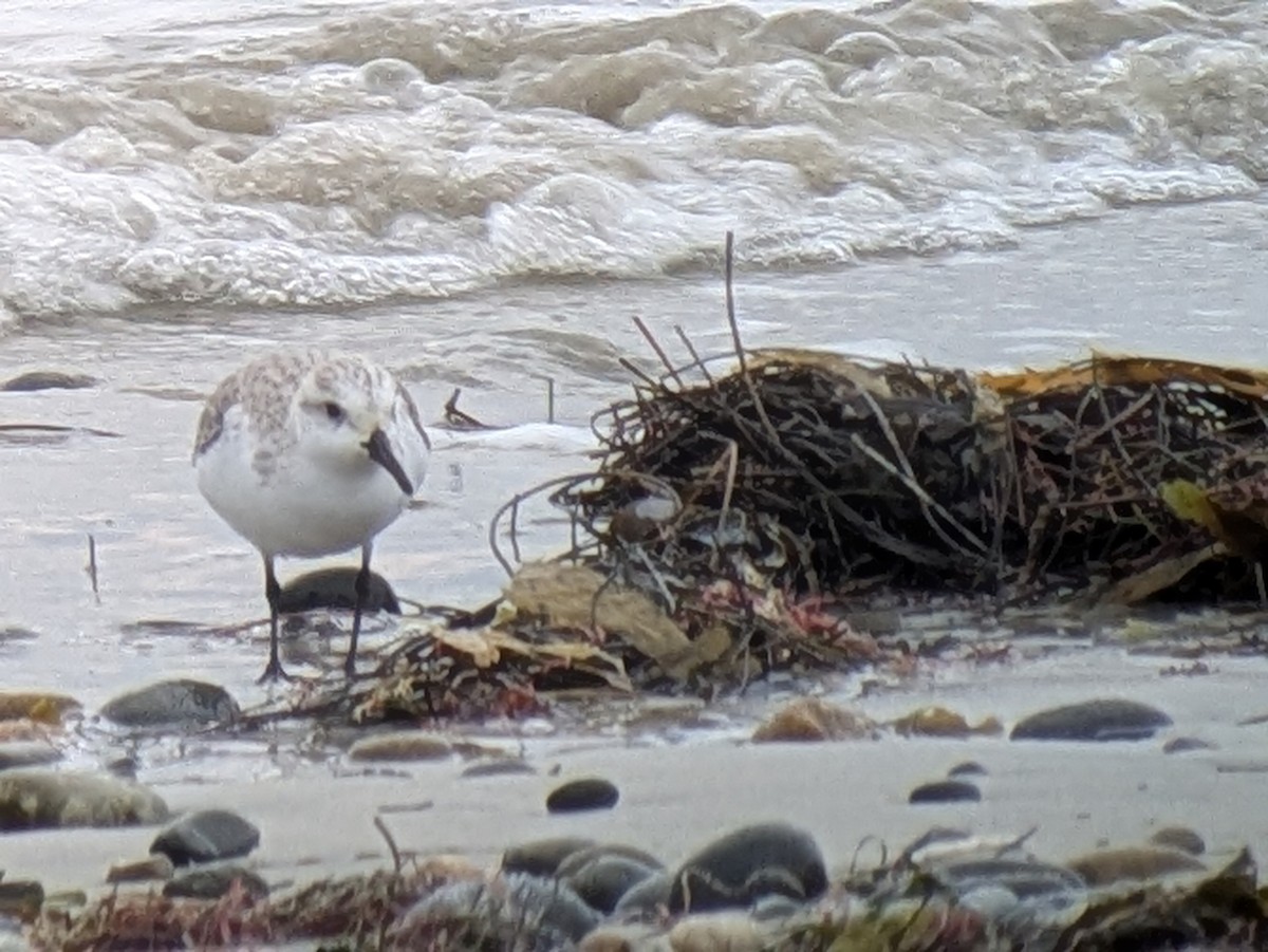 Песчанка - ML647862442