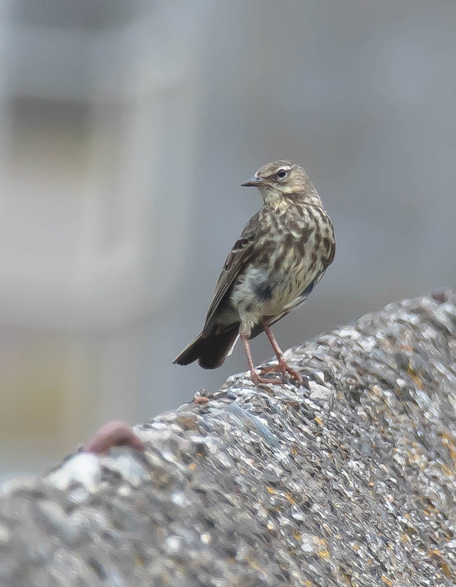 Bisbita Costero - ML647862443