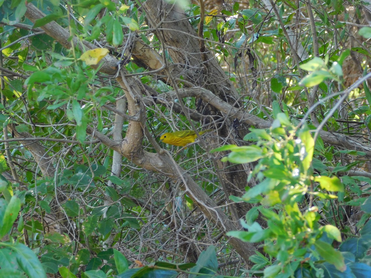 lesňáček zlatotemenný/žlutý - ML647862445