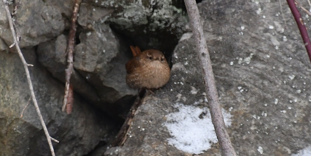 střízlík kanadský - ML647862481