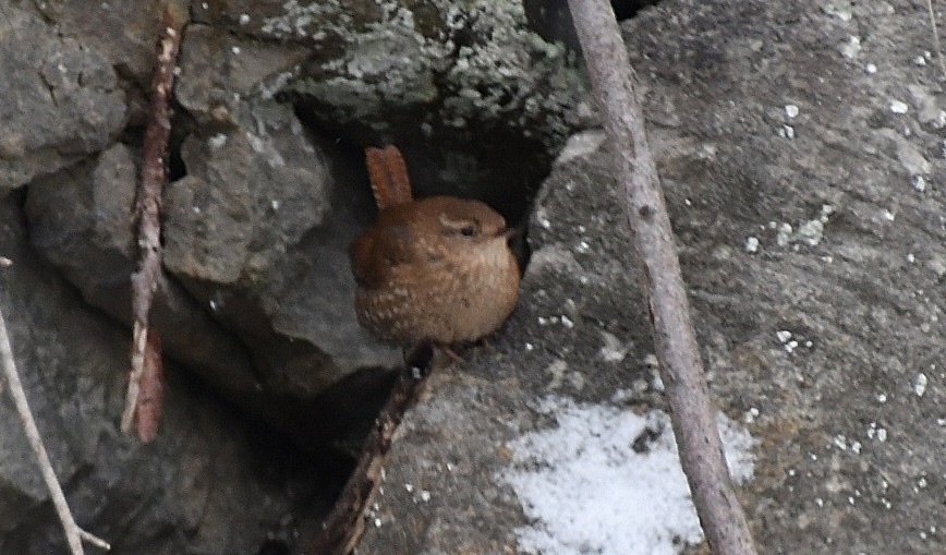 střízlík kanadský - ML647862482