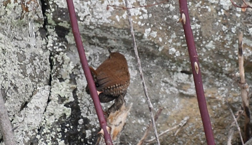 střízlík kanadský - ML647862483