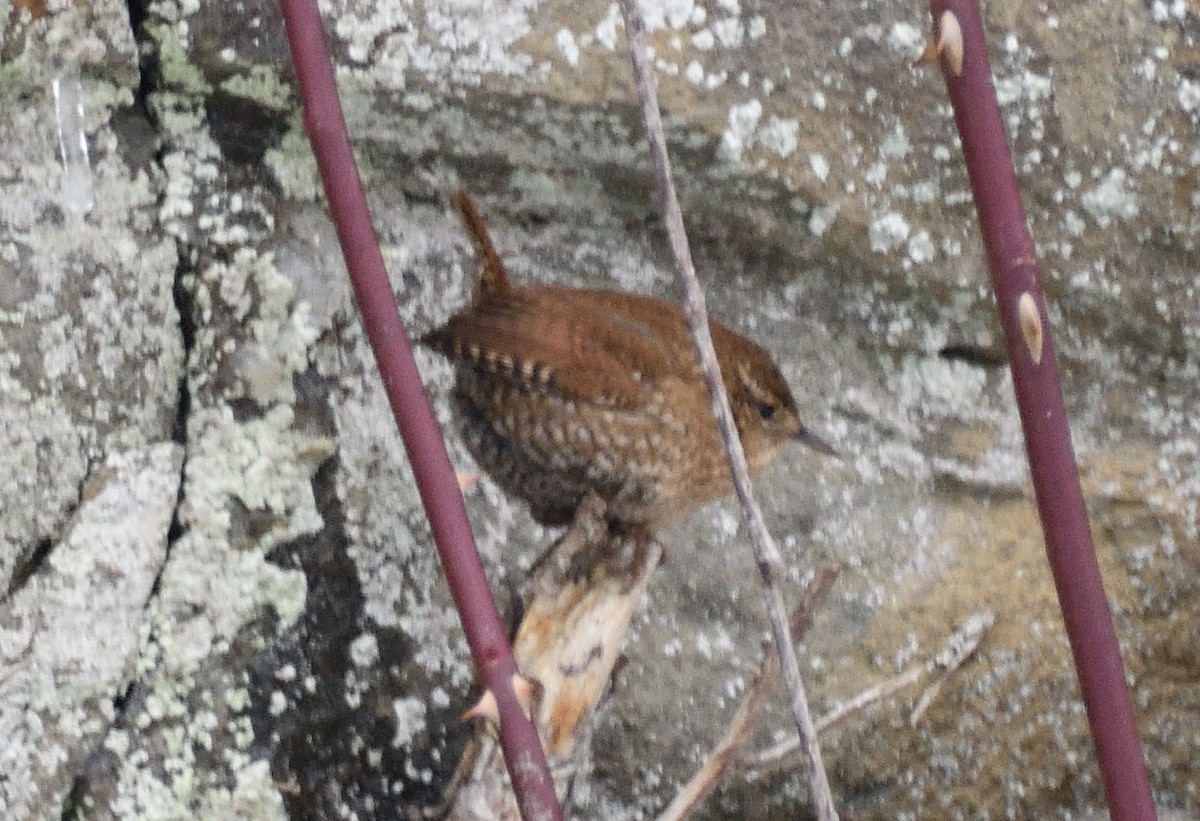 střízlík kanadský - ML647862484